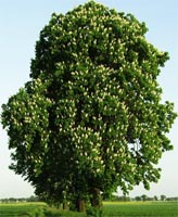 Aesculus Hippocastanum - Horse Chestnut Deciduous Tree